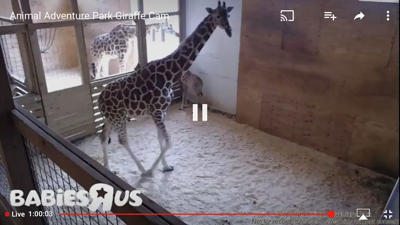 baby giraffe you tube