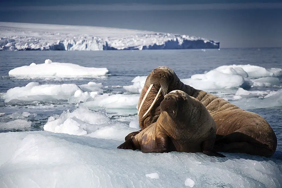 BBC's Blue Planet II, by Rachel Butler