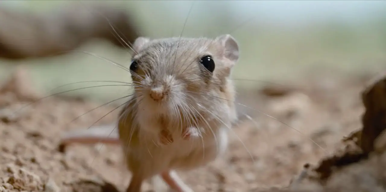 tiny creatures netflix s1 e1 arizona